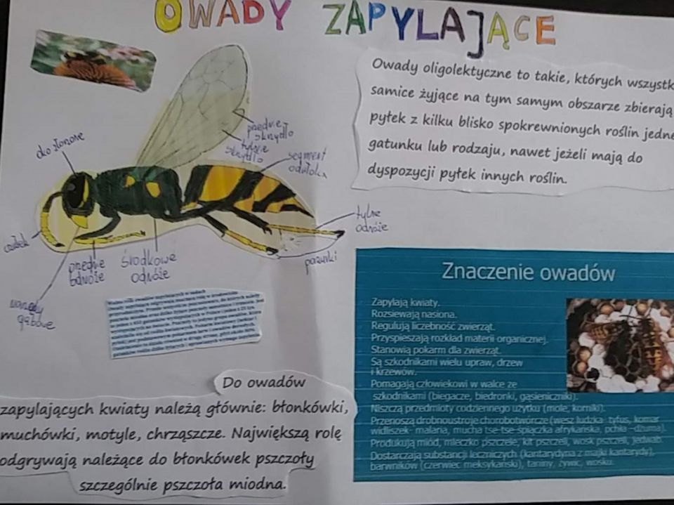 opis: pszczoły