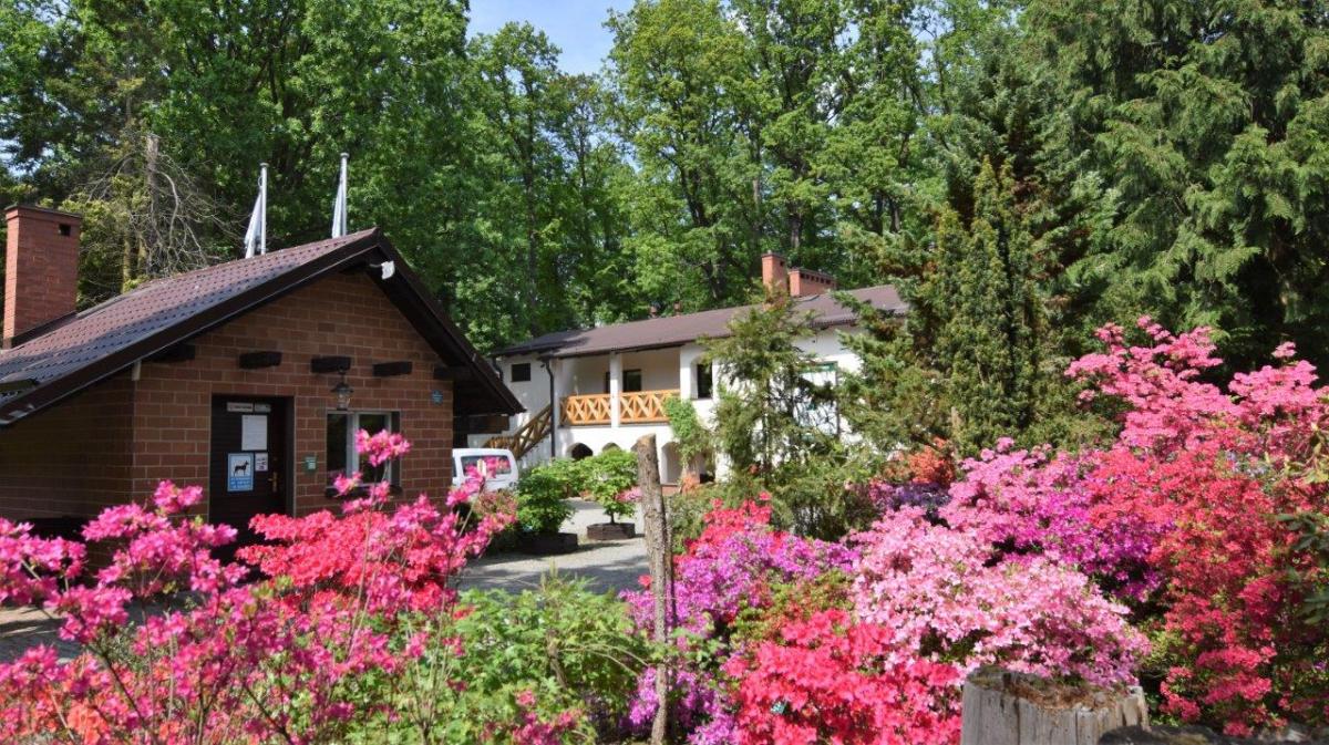 kwitnące na różowo krzaki azalii i budynek administracyjny na głównej alejce arboretum w Wirtach