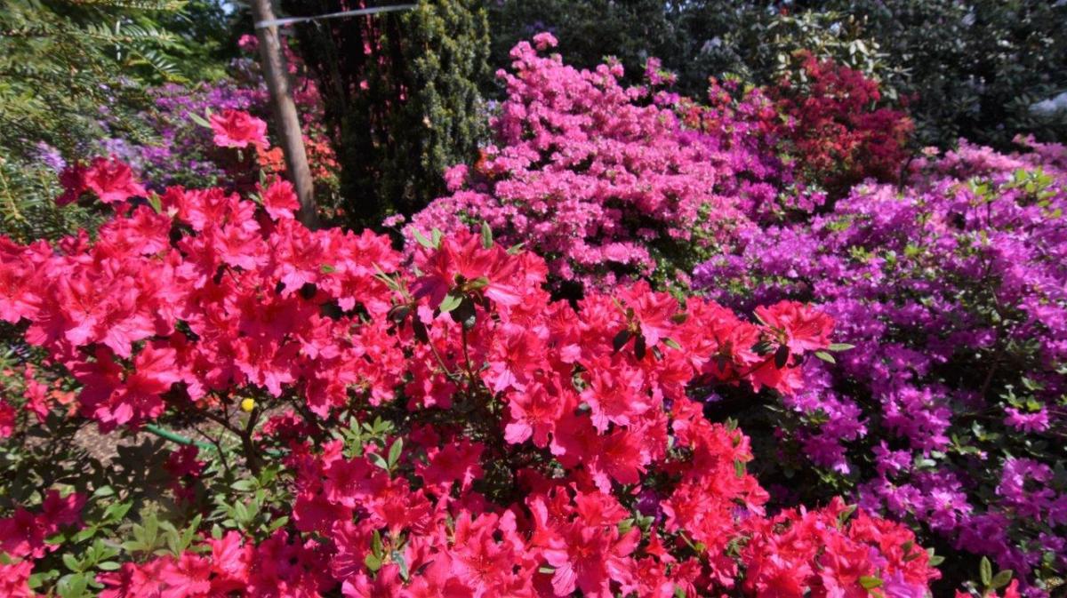 kwitnące krzaki azalii w arboretum w Wirtach