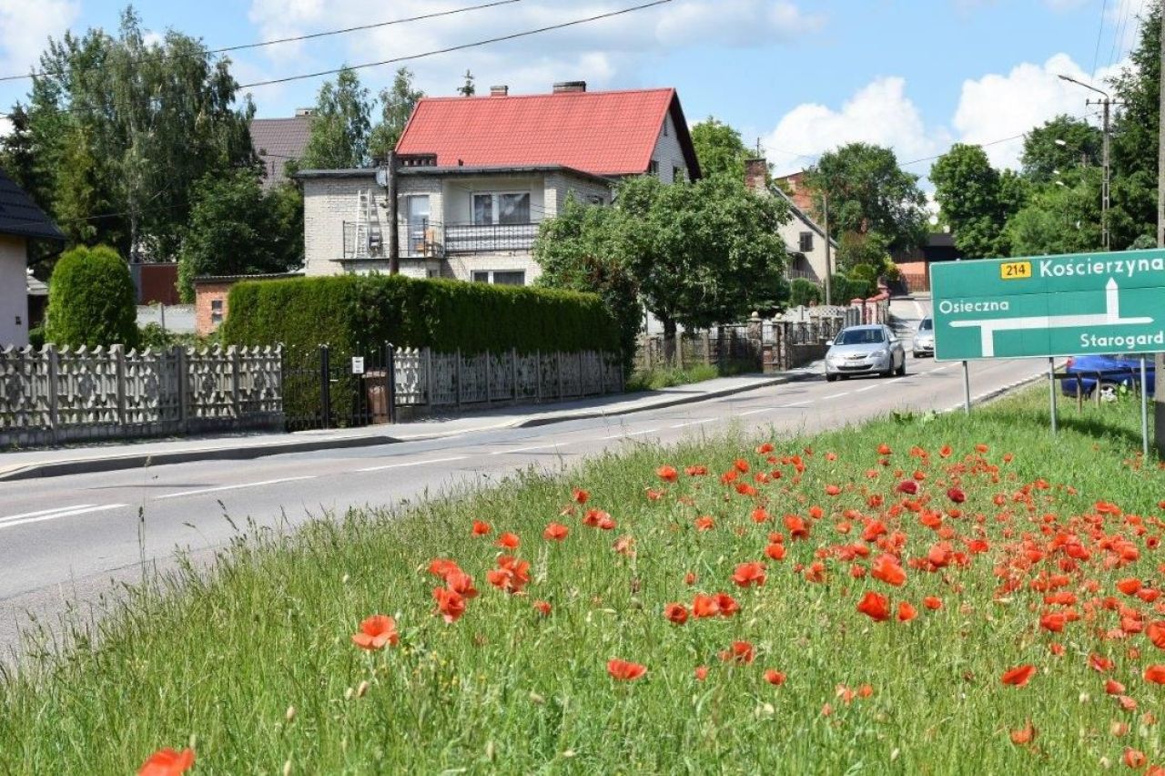 przydrożne maki nad główną ulicą Borzechowa