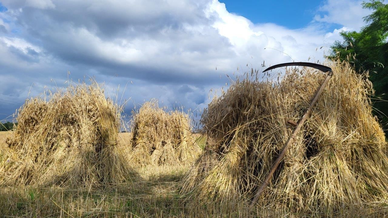 żniwa w tomaszewie