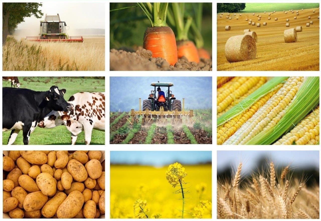 zwierzeta gospodarskie pola uprawne