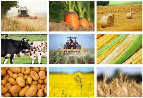 zwierzeta gospodarskie pola uprawne