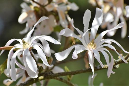 MAJÓWKA 2019: ZAPRASZAMY NA SPACER PO ARBORETUM W WIRTACH!